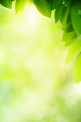 포토 JPG 해외이미지 나무 식물 계절 백그라운드 컨셉 잎 패턴 자연 벽지 추상 잔디 사람없음 초록색 빛 컬러풀 햇빛 태양 우주 환경 정원 맑음 봄 성장 신선 숲 질감 보케 부드러움 내추럴 블러 생태학 지구의날 카피스페이스 그리너리 효과 해외포토 자연요소 교육 기념일 컬러 무늬 날씨 공백 감각 생태계 파일형식 트랜드컬러 이미지허브