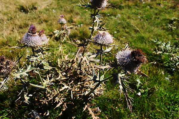 포토 JPG 해외이미지 식물 꽃 백그라운드 자연 산 건조 풍경 사람없음 컬러풀 사막 벚꽃 가을 닫기 엉겅퀴 보스니아 해외포토 계절 컬러 모션 생태계 파일형식 이미지허브