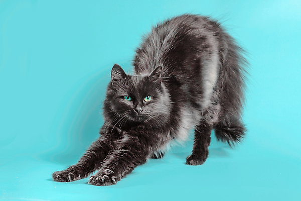 포토 JPG 해외이미지 동물 1 백그라운드 장난 놀이 털 사람없음 초록색 반려동물 스터디 운동 머리 검은색 고양이 스트레칭 기쁨 게임 연습 아치 체육관 체조 솜털 동성애자 고립 늘이기 송곳 터키석 해외포토 감정 컬러 포유류 건강 신체부위 학습 보석 파일형식 성소수자 이미지허브