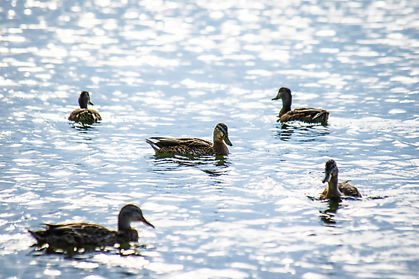 포토 JPG 해외이미지 동물 공원 남자 호수 야생동물 백그라운드 자연 조류 오리 사람없음 야외 초록색 물 강 햇빛 갈색 수영 흰색 연못 그룹 깃털 부리 청둥오리 내추럴 해외포토 자연요소 공공시설 컬러 사람 태양 수상스포츠 생태계 파일형식 이미지허브