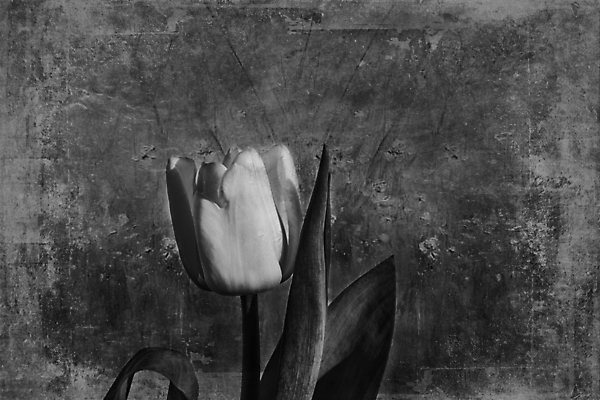 포토 JPG 해외이미지 식물 꽃잎 꽃 백그라운드 잎 자연 사람없음 어둠 봄 튤립 흰색 매끈함 심볼 내추럴 해외포토 계절 컬러 감각 생태계 파일형식 이미지허브