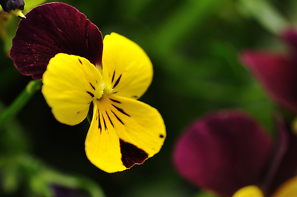 포토 JPG 해외이미지 식물 계절 꽃잎 꽃 줄기 백그라운드 잎 꽃무늬 밭 자연 휴가 발렌타인데이 선물 사랑 사람없음 장식 초록색 파란색 컬러풀 노란색 정원 봄 활발 벚꽃 신선 개화 다발 내추럴 해외포토 감정 컬러 컨셉 무늬 농업 데이이벤트 생태계 파일형식 이미지허브