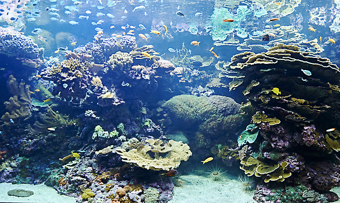 포토 JPG 해외이미지 동물 한마리 1 아시아 야생동물 바다 오렌지 자연 종류 어류 사람없음 초록색 물 파란색 노란색 수중 수영 광대 오세아니아 산호 호주 다이빙 지느러미 태평양 암초 수족관 멸종 내추럴 동물상 이국적 해외포토 자연요소 나라 컬러 과일 조형물 수중동물 수상스포츠 자포동물 생태계 수중스포츠 파일형식 이미지허브