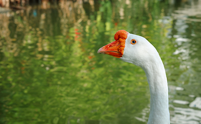 포토 JPG 해외이미지 동물 1 커플 응시 야생동물 백그라운드 태국 자연 조류 오리 건조 서기 사람없음 야외 초록색 여름 빛 귀여움 일출 검은색 놀람 봄 흰색 목표 깃털 부리 목 거위 해외포토 시선 계절 감정 아시아 컬러 컨셉 관계 모션 표정 신체부위 노을 생태계 파일형식 이미지허브