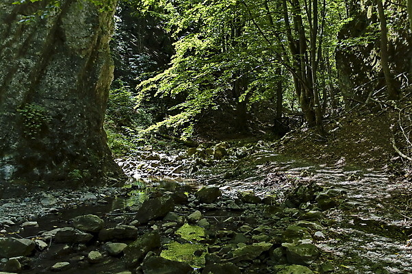 포토 JPG 해외이미지 나무 스포츠 여행 낙엽 잎 자연 산 파노라마 이끼 경사 사람없음 목재 초록색 물 강 계곡 산책 기쁨 회색 숲 미로 발칸반도 불가리아 절정 해외포토 자연요소 식물 감정 컬러 재료 휴식 촬영기법 생태계 파일형식 남유럽 이미지허브