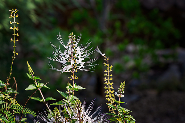 포토 JPG 해외이미지 식물 계절 공원 꽃잎 꽃 줄기 백그라운드 잎 꽃무늬 밭 농업 자연 건강 종류 사람없음 야외 초록색 여름 파란색 견본 환경 정원 봄 성장 벚꽃 흰색 춤 오르간 실 호주 전기에너지 소프트포커스 원예 꽃가루 꽃수술 필라멘트 해외포토 공공시설 산업 컬러 무늬 문화예술 촬영기법 취미 에너지 건반악기 오세아니아 가루 생태계 파일형식 이미지허브