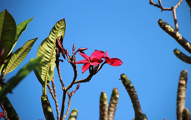 포토 JPG 해외이미지 나무 식물 계절 공원 꽃 실루엣 분홍색 백그라운드 잎 꽃무늬 자연 하늘 휴식 풍경 사람없음 장식 빨간색 초록색 여름 파란색 컬러풀 노란색 정원 스파 봄 젖음 벚꽃 흰색 나뭇가지 신선 개화 우아함 묘사 하와이 발리 내추럴 고립 이국적 하와이인 알로하 해외포토 외국인 공공시설 컬러 섬 컨셉 무늬 촬영기법 미국 인사 생태계 인도네시아 파일형식 이미지허브