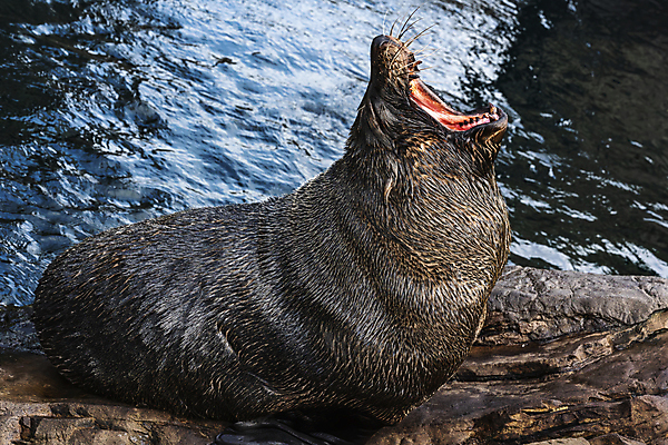 포토 JPG 해외이미지 동물 계절 야생동물 바다 겨울 포유류 자연 휴식 수염 털 어류 성인 사람없음 가로 물 여름 갈색 환경 미국 봄 회색 가을 큼 물개 비만 태평양 하품 칠레 물갈퀴 페루 해외포토 자연요소 컬러 컨셉 북아메리카 사람 바다동물 수중동물 남아메리카 크기 몸매 생태계 생리현상 파일형식 이미지허브