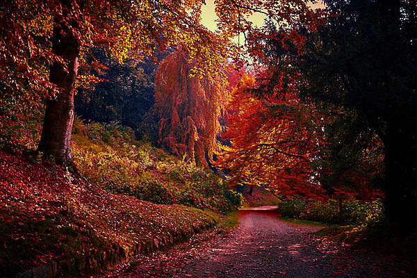 포토 JPG 해외이미지 잎 자연 산 따뜻함 사람없음 빨간색 태양 이탈리아 가을 숲 해외포토 자연요소 식물 계절 유럽 컬러 생태계 파일형식 이미지허브