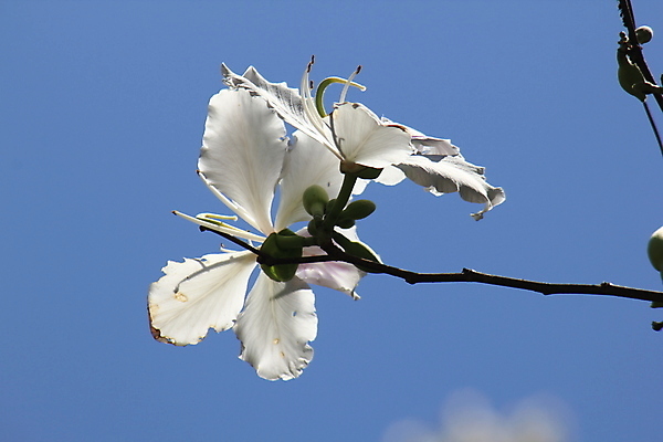 포토 JPG 해외이미지 모양 나무 식물 계절 공원 꽃잎 꽃 아시아 분홍색 백그라운드 잎 꽃무늬 패턴 가족 태국 자연 하늘 종류 사람없음 야외 장식 초록색 파란색 컬러풀 정원 보라색 봄 벚꽃 흰색 나뭇가지 신선 개화 난초 내추럴 양발 해외포토 공공시설 나라 컬러 무늬 관계 생태계 파일형식 이미지허브