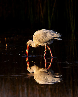 포토 JPG 해외이미지 동물 북아메리카 조류 사람없음 미국 플로리다 해외포토 아메리카 파일형식 이미지허브
