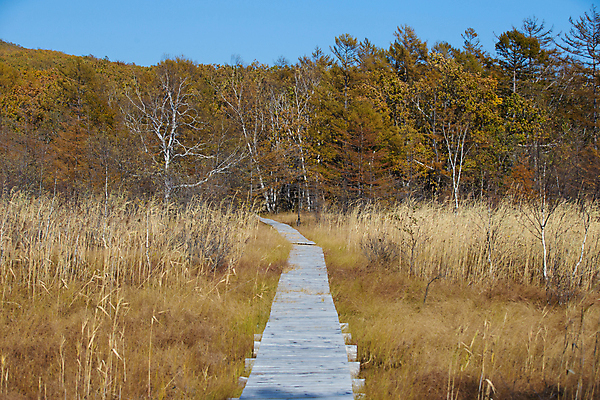 포토 JPG 해외이미지 나무 자연 국립공원 풍경 사람없음 목재 노란색 가을 숲 그림 러시아 이웃 예약 공터 내추럴 랜드마크 보호구역 해외포토 식물 계절 공원 유럽 컬러 재료 생태계 구역 파일형식 이미지허브