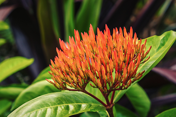 포토 JPG 해외이미지 식물 꽃잎 꽃 분홍색 꽃다발 백그라운드 컨셉 꽃무늬 자연 벽지 휴가 프레임 발렌타인데이 선물 사람없음 장식 빨간색 여름 컬러풀 귀여움 정원 보라색 축제 봄 성장 흰색 신선 생일 의식 정상 백합 다발 배열 꽃집 심볼 순수 아로마 열정 머리위 캐모마일 해외포토 계절 기념일 감정 컬러 무늬 데이이벤트 상점 허브 생태계 파일형식 이미지허브