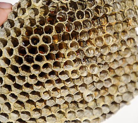 포토 JPG 해외이미지 동물 1 남자 종이 얼굴 야생동물 곤충 가족 주택 건조 세포 협상 앉기 사람없음 검은색 재킷 둥지 말벌 위험 콧수염 육식동물 육각형 꿀 찌르기 벌집 공격적 식민지 해외포토 도형 컬러 컨셉 비즈니스 관계 모션 수염 사람 건물 신체부위 외투 벌_곤충 파일형식 이미지허브