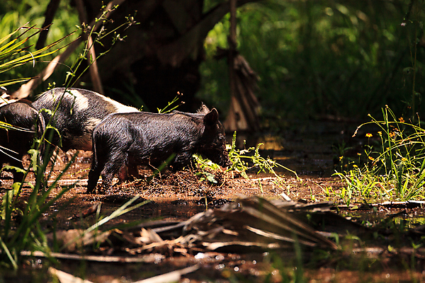 포토 JPG 해외이미지 청소년 자연 사람없음 아기 돼지 숲 뿌리기 플로리다 해외포토 포유류 모션 사람 미국 생태계 파일형식 이미지허브