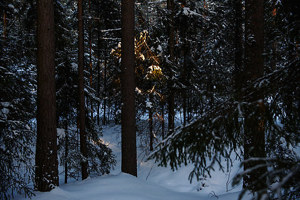 포토 JPG 해외이미지 나무 계절 공원 백그라운드 겨울 자연 하늘 날씨 그림자 풍경 사람없음 야외 목재 파란색 빛 태양 냉동 얼음 추위 흰색 나뭇가지 시골 신선 소나무 점 숲 12월 서리 러시아 장면 나무껍질 북쪽 침엽수 전나무 1월 2월 눈내림 해외포토 자연요소 식물 공공시설 유럽 컬러 재료 눈_날씨 껍질 날짜 방향 생태계 파일형식 이미지허브