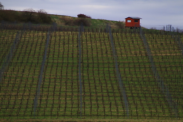 포토 JPG 해외이미지 나무 유럽 야생동물 여행 밭 자연 벽지 휴가 파노라마 그림자 사람 풍경 사람없음 야외 초록색 여름 컬러풀 태양 와인 맑음 놀람 봄 산책로 언덕 만족 그림 지역 체코 남쪽 공화국 토스카나 모라비아 해외포토 자연요소 식물 동물 계절 감정 나라 길 컬러 농업 날씨 주류 촬영기법 표정 이탈리아 방향 생태계 파일형식 이미지허브