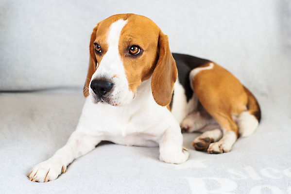 포토 JPG 해외이미지 동물 영어 행복 의자 포유류 자연 휴식 영국 아파트 주택 실내 따뜻함 피곤 사람없음 내부 반려동물 소파 갈색 기쁨 방 흰색 침대 잠 휴게실 기다림 유머 개 코 사냥개 비글 주둥이 송곳니 거짓말 안락 해외포토 문자 감정 유럽 컬러 가구 컨셉 모션 건물 신체부위 치아 생태계 파일형식 이미지허브