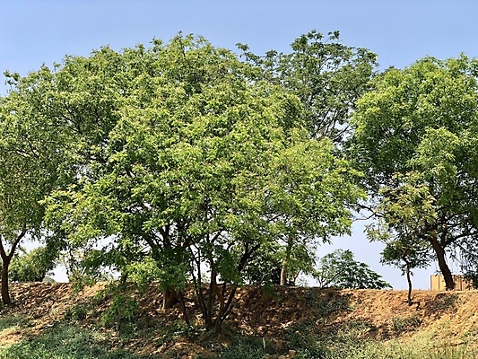 포토 JPG 해외이미지 나무 구름 공원 도로 길 여행 농업 자연 하늘 거리 풍경 사람없음 야외 목재 초록색 여름 파란색 햇빛 농장 마을 정원 맑음 봄 시골 고속도로 숲 오솔길 포도밭 내추럴 방법 그리너리 해외포토 자연요소 식물 계절 공공시설 산업 컬러 밭 재료 교통시설 날씨 태양 생태계 파일형식 트랜드컬러 이미지허브