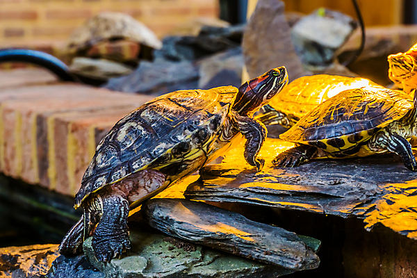 포토 JPG 해외이미지 동물 바다 파충류 멕시코 사람없음 빨간색 물 반려동물 걷기 미국 산책 연못 거북이 습지 땅 귀 남쪽 이국적 인기 해외포토 자연요소 컬러 북아메리카 모션 휴식 신체부위 방향 파일형식 이미지허브