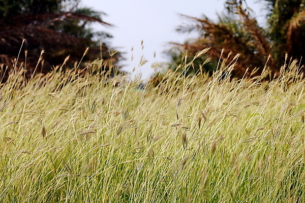 포토 JPG 해외이미지 식물 디자인 계절 꽃 바다 백그라운드 잎 패턴 밭 자연 하늘 아침 추상 휴식 풍경 잔디 사람없음 야외 초록색 여름 빛 노란색 환경 정원 봄 신선 소프트포커스 숲 묘사 보케 부드러움 솜털 내추럴 블러 해외포토 주간 컬러 컨셉 무늬 농업 촬영기법 감각 생태계 파일형식 이미지허브