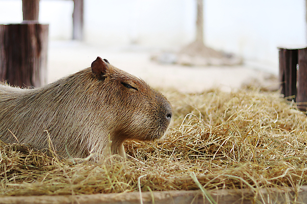 포토 JPG 해외이미지 동물 공원 야생동물 밭 포유류 가족 자연 초식동물 휴식 생물 털 사람없음 야외 반려동물 농장 갈색 쌓기 잠 닫기 개 저녁 쥐 설치류 작음 큼 모피 다람쥐 솜털 서식지 밀짚 동물상 땅바닥 초식 해외포토 공공시설 컬러 컨셉 농업 관계 모션 바닥 조형물 짚 야간 크기 생태계 파일형식 이미지허브