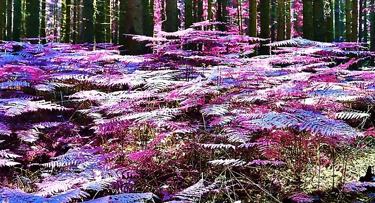 포토 JPG 해외이미지 나무 구름 디자인 공원 호수 분홍색 잎 패턴 자연 벽지 하늘 추상 파노라마 동양인 풍경 사람없음 야외 목재 초록색 물 여름 파란색 강 반사 노란색 평화 사각형 봄 벚꽃 가을 시골 숲 타일 질감 정사각형 모자이크 공상 마법 적외선 해외포토 자연요소 도형 식물 계절 공공시설 꽃 컬러 컨셉 무늬 재료 촬영기법 인종 생태계 파일형식 이미지허브