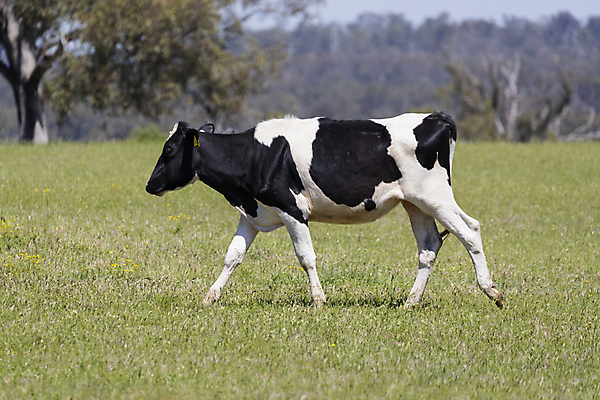 포토 JPG 해외이미지 동물 응시 야생동물 음식 흑백 풍경 사람없음 야외 초록색 파란색 햇빛 태양 머리 걷기 검은색 산책 우유 나뭇가지 소 호주 먹이 방목 먹기 귀 수유 찰과상 해외포토 자연요소 나무 시선 컬러 포유류 모션 휴식 유제품 촬영기법 신체부위 오세아니아 축산업 상처 파일형식 이미지허브