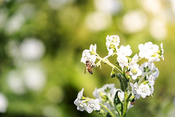 포토 JPG 해외이미지 식물 꽃 곤충 오렌지 자연 사람없음 초록색 정원 해외포토 동물 컬러 과일 생태계 파일형식 이미지허브