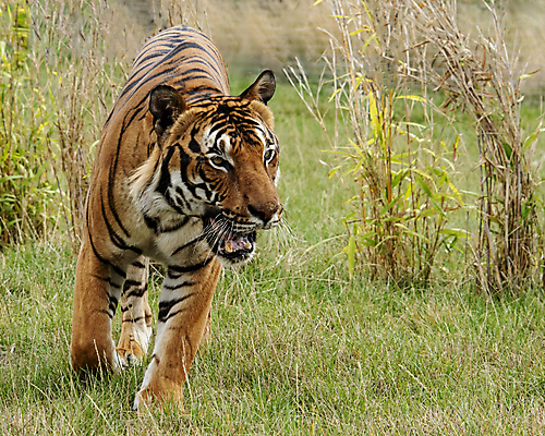 포토 JPG 해외이미지 동물 아시아 얼굴 야생동물 줄기 백그라운드 오렌지 포유류 자연 수염 털 사람없음 초록색 노란색 머리 걷기 검은색 고양이 중국 힘 줄무늬 흰색 표현 호랑이 위험 큼 무서움 피부 코 귀 육식동물 사냥꾼 멸종 표범 말레이시아 단아함 해외포토 식물 직업 감정 나라 컬러 컨셉 무늬 과일 모션 신체부위 반려동물 크기 생태계 파일형식 이미지허브