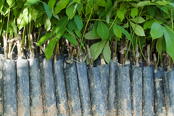 포토 JPG 해외이미지 나무 식물 산업 아시아 농업 태국 자연 씨앗 풍경 사람없음 초록색 농장 새싹 우유 플라스틱 타이어 고무 라텍스 해외포토 나라 컬러 재질 유제품 생태계 파일형식 이미지허브