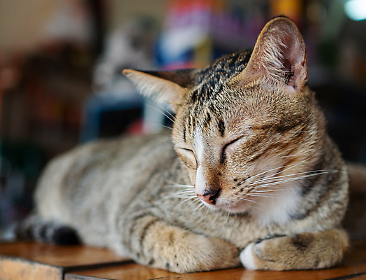 포토 JPG 해외이미지 동물 백그라운드 오렌지 창문 포유류 휴식 선반 바닥 주택 실내 사람없음 목재 반려동물 귀여움 고양이 꿈 흰색 침대 잠 닫기 달콤 편안함 모피 낮잠 부드러움 솜털 생강 거짓말 해외포토 나무 컬러 가구 컨셉 채소 과일 재료 모션 내부 건물 감각 맛 파일형식 이미지허브