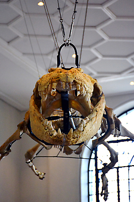 포토 JPG 해외이미지 교육 아시아 과학 신체 파충류 자연 뼈 골격 실내 사람없음 정보 죽음 역사 큼 박물관 치수 악어 화석 내추럴 전국 칼슘 해외포토 동물 나라 내부 크기 생태계 파일형식 이미지허브