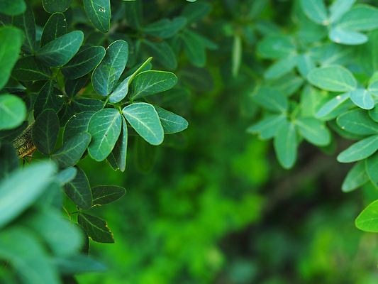 포토 JPG 해외이미지 나무 식물 공원 아시아 어린이 선 백그라운드 잎 자연 소년 사람없음 야외 가로 초록색 정원 일본 성장 신선 숲 대나무 해외포토 공공시설 남자 나라 컬러 사람 생태계 파일형식 이미지허브