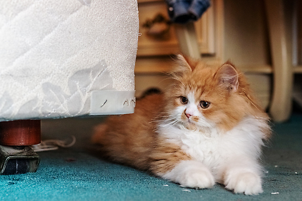 포토 JPG 해외이미지 동물 행복 어린이 바닥 주택 털 따뜻함 사람없음 반려동물 갈색 머리 귀여움 고양이 화목 카펫 기쁨 흰색 표현 잠 유머 치아 먹이 공격 모피 꼬리 부드러움 사냥꾼 솜털 생강 고립 천진난만 혼자 해외포토 직업 감정 컬러 컨셉 채소 포유류 모션 사람 건물 신체부위 소화기관 감각 파일형식 이미지허브