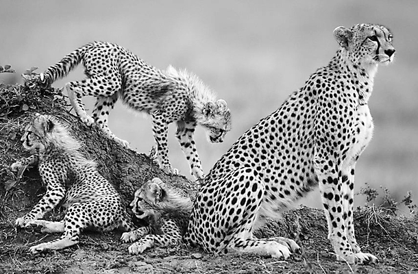 포토 JPG 해외이미지 야생동물 여행 사람없음 해외포토 동물 파일형식 이미지허브