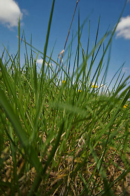 포토 JPG 해외이미지 음식 농업 풍경 잔디 사람없음 초록색 경제 농경지 흙 영토 지역 해외포토 식물 산업 컬러 농장 파일형식 이미지허브