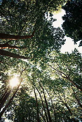 포토 JPG 해외이미지 주간 나무 자연 휴식 풍경 사람없음 야외 햇빛 태양 평화 숲속 울창 경관 해외포토 자연요소 식물 컨셉 숲 생태계 파일형식 이미지허브