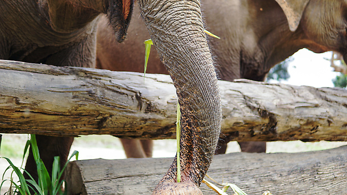 포토 JPG 해외이미지 동물 공원 아시아 야생동물 여행 포유류 태국 자연 코끼리 동물원 동양인 성인 사람없음 야외 환경 시골 아기 그룹 구출 보호 군중 울음 큼 사파리 대나무 눈물 호기심 귀 부드러움 멸종 내추럴 돌봄 보호구역 수유 해외포토 나무 공공시설 감정 나라 컨셉 모션 표정 사람 인종 신체부위 도움 감각 크기 생태계 구역 파일형식 이미지허브