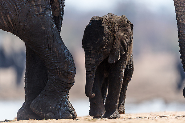 포토 JPG 해외이미지 동물 공원 야생동물 장난 포유류 가족 아프리카 자연 초식동물 코끼리 사람없음 환경 운전 게임 아기 보호 군중 작음 큼 사파리 남쪽 송아지 해외포토 공공시설 나라 새끼 컨셉 관계 모션 놀이 사람 소 크기 방향 생태계 파일형식 이미지허브