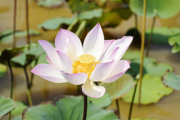 포토 JPG 해외이미지 식물 꽃잎 꽃 호수 선 음식 분홍색 잎 꽃무늬 농업 요가 자연 표면 연꽃 씨앗 풍경 사람없음 야외 초록색 물 여름 농장 평화 견과류 벚꽃 흰색 연못 사찰 개화 시장 백합 먹기 캄보디아 흐림 내추럴 꽃수술 해외포토 자연요소 웰빙 계절 산업 아시아 컬러 컨셉 무늬 종교건축 모션 날씨 생태계 파일형식 이미지허브