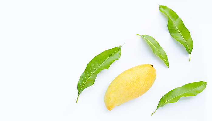 포토 JPG 해외이미지 잎 실내 사람없음 한개 열대과일 흰배경 망고 카피스페이스 해외포토 식물 1 백그라운드 과일 내부 공백 흰색 파일형식 이미지허브