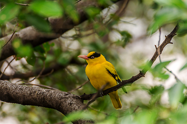 포토 JPG 해외이미지 나무 식물 동물 공원 야생동물 태국 자연 조류 앉기 사람없음 야외 초록색 컬러풀 노란색 정원 검은색 나뭇가지 관찰 황무지 작음 깃털 사냥 공포 동물상 해외포토 공공시설 아시아 컬러 모션 조형물 크기 생태계 파일형식 이미지허브