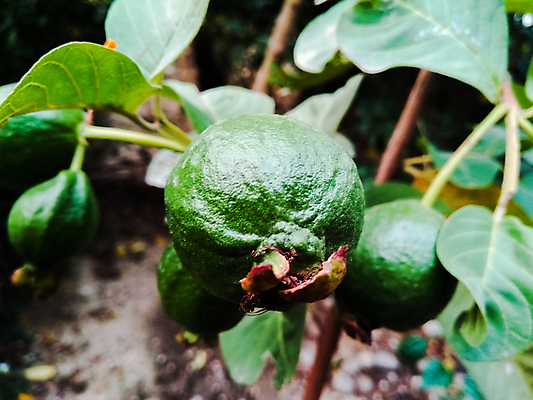 포토 JPG 해외이미지 디자인 음식 분홍색 조각 백그라운드 잎 농업 다이어트 채소 과일 자연 디저트 건강 씨앗 사람없음 빨간색 초록색 바구니 주스 흰색 신선 닫기 달콤 자르기 먹기 오브젝트 유기농 날것 슬라이스 내추럴 고립 숙성 이국적 채식주의자 비건 해외포토 식물 웰빙 산업 음료 컬러 모션 맛 생태계 채식 파일형식 이미지허브