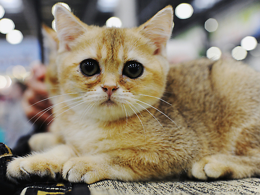 포토 JPG 해외이미지 동물 1 응시 공원 백그라운드 포유류 거리 털 사람 이벤트 사람없음 빨간색 반려동물 세일 고양이 경쟁 전시 흰색 전시회 쇼 새장 얼룩무늬 주인 노숙자 기르기 무료 시범 우울증 헬프 해외포토 시선 공공시설 컬러 컨셉 무늬 도움 질병 돌봄 케이지 파일형식 이미지허브