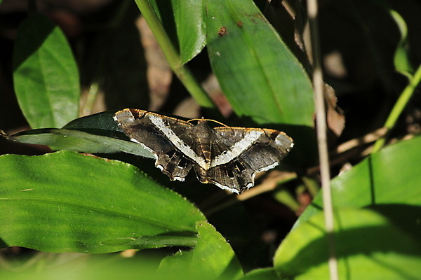 포토 JPG 해외이미지 동물 교육 꽃 야생동물 과학 나비 곤충 잎 날개 오렌지 자연 조류 휴식 사람없음 초록색 여름 파란색 컬러풀 갈색 검은색 봄 흰색 닫기 벌레 잠자리 야간 작음 깃털 비둘기 부리 나방 말레이시아 고립 동물상 해외포토 자연요소 식물 계절 아시아 컬러 컨셉 과일 모션 조형물 크기 생태계 파일형식 이미지허브