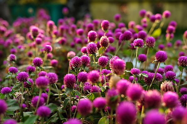 포토 JPG 해외이미지 식물 계절 공원 꽃잎 꽃 분홍색 백그라운드 잎 꽃무늬 밭 자연 벽지 풍경 사람없음 야외 초록색 여름 빛 컬러풀 태양 지구본 정원 보라색 봄 들꽃 성장 벚꽃 흰색 신선 개화 제비꽃 묘사 부드러움 노려봄 내추럴 텅스텐 해외포토 자연요소 공공시설 컬러 무늬 농업 표정 감각 원소 생태계 파일형식 이미지허브