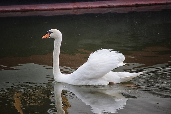 포토 JPG 해외이미지 동물 조류 사람없음 반사 보트 백조 운하 해외포토 배_교통 파일형식 이미지허브
