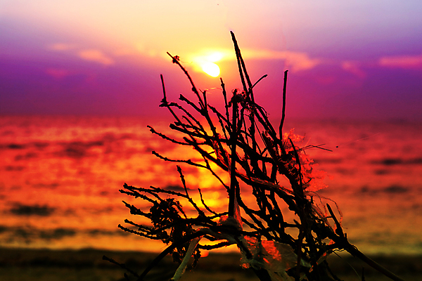 포토 JPG 해외이미지 구름 실루엣 선 바다 분홍색 여행 백그라운드 겨울 오렌지 자연 하늘 휴가 새로움 손바닥 갈대 풍경 사람없음 빨간색 물 여름 강 컬러풀 햇빛 태양 반사 평화 일출 웹 일몰 추위 흰색 분위기 황금 천국 넘어짐 수평선 해외포토 자연요소 식물 손 계절 컬러 컨셉 인터넷 과일 모션 촬영기법 노을 생태계 파일형식 이미지허브