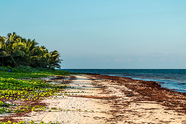 포토 JPG 해외이미지 식물 모래 바다 여행 자연 하늘 손바닥 풍경 사람없음 물 여름 파란색 글로벌 야자수 갈색 노란색 맑음 보트 해조류 생태계 휴양지 지구온난화 대서양 기후변화 도미니카공화국 생태학 재앙 해외포토 자연요소 나무 손 계절 교육 컬러 배_교통 날씨 장소 해양식물 남아메리카 변화 파일형식 이미지허브